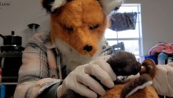 Fox Mask 3