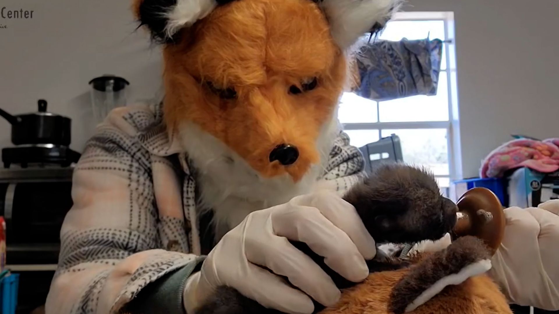 See surprising trick used to raise adorable baby fox