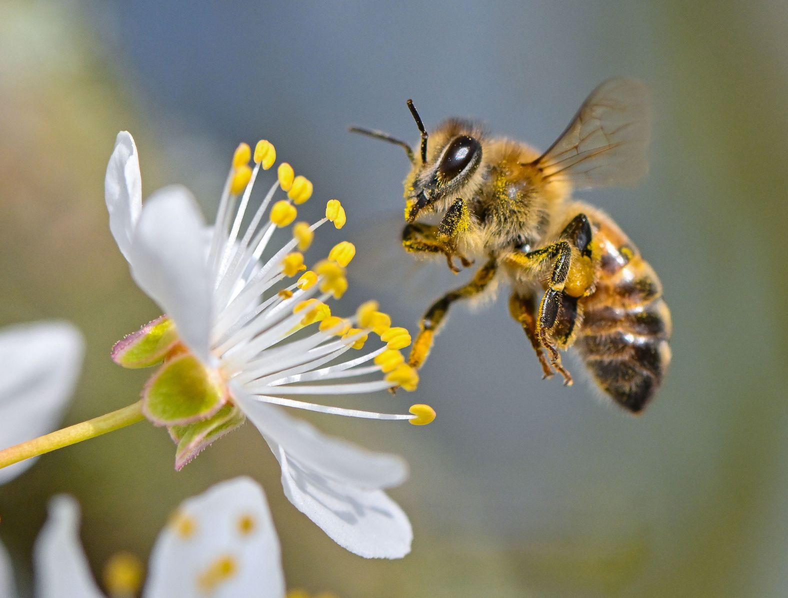 A bee approaches a cherry plum blossom in Brandenburg, Germany, on Wednesday, March 13.