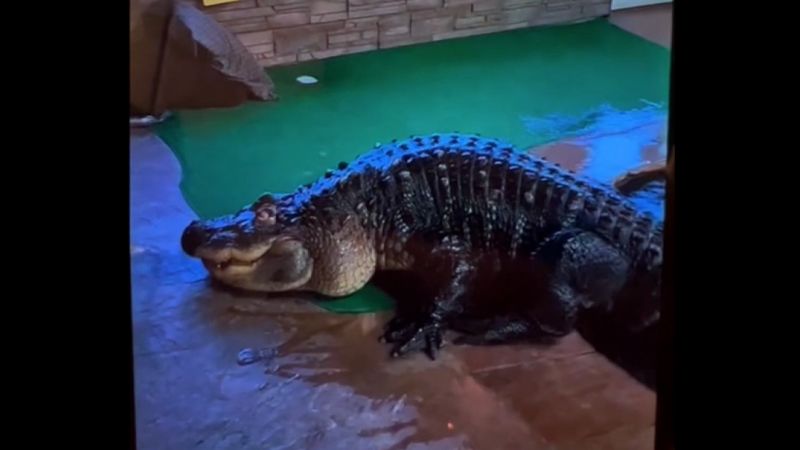 captures authorities removing 750-pound alligator
