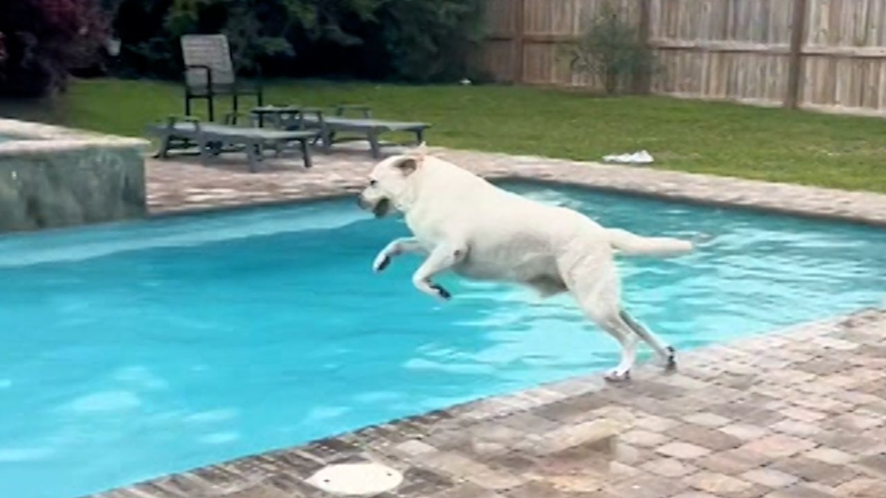 Bad Dog In Pool 1
