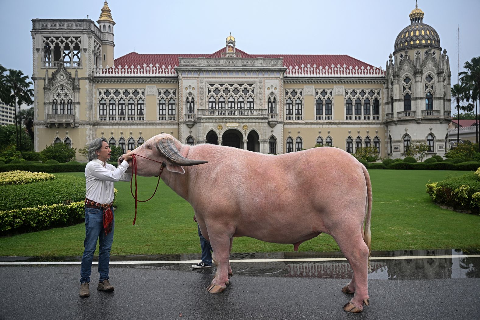 Ko Muang Phet, a white buffalo who was sold for 18 million baht, is seen with his new owner after meeting Thai Prime Minister Srettha Thavisin and members of the Thai Buffalo Breeding Development Association in Bangkok on Wednesday, March 20.