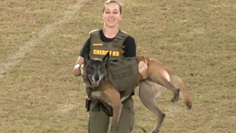 Police dog needs rescuing after he jumps off a bridge