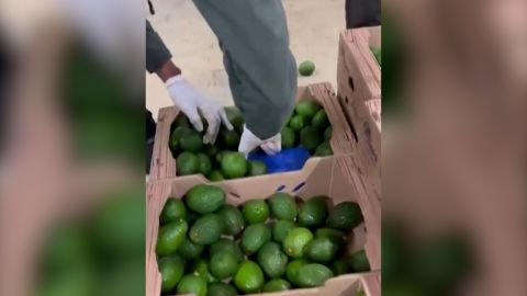 colombia avocado drug bust