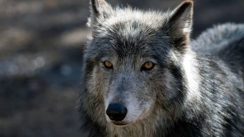 A wolf stands inside its enclosure at the Colorado Wolf and Wildlife Center (CWWC) in Divide, Colorado on March 28, 2023. - CWWCs 35 acre property is home to 18 wolves, and offers daily tours. In 2020, Colorado voters passed Proposition 114, which required Colorado Parks and Wildlife to reintroduce gray wolves to designated lands on the western side of the Continental Divide no later than December 31, 2023. Wolves that have wandered into Colorado from the neighboring state of Wyoming have put ranchers on edge that their livestock may become prey, as well as presented challenges to the outcome of the reintroduction program. (Photo by Jason Connolly / AFP) (Photo by JASON CONNOLLY/AFP via Getty Images)