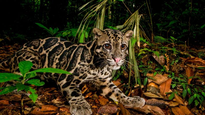 照片中：马来西亚的稀有野猫