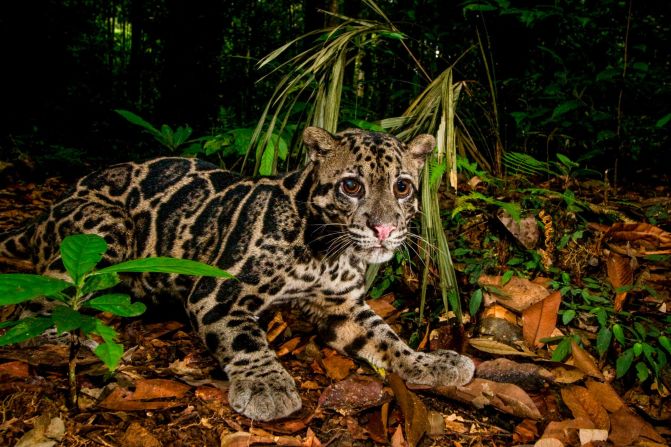 Malaysia is home to nine wild cat species, including the Bornean clouded leopard (pictured). Besides the iconic Malayan tiger, little is known about these cat species, but most of them are threatened by habitat loss and poaching.