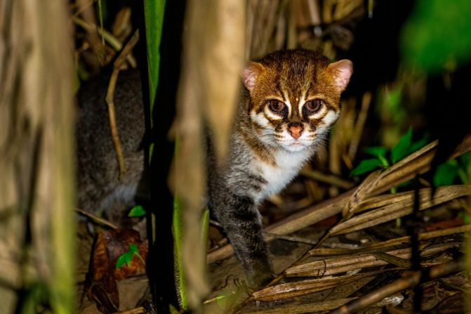The flat-headed cat, which is about the size of a house cat, is one of the most elusive cat species and is listed as endangered by the International Union for Conservation of Nature (IUCN). There are few scientific records of it, but it is mostly observed in swampy wetland areas.