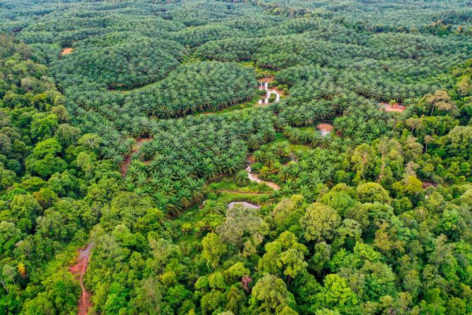 However, this forest has been overexploited for logging and palm oil plantations. Forest cover has declined dramatically, fragmenting habitat and threatening wildlife. 
