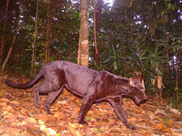 The Indochinese leopard is critically endangered. In contrast to other leopard species across the world a large percentage of the remaining individuals are melanistic -- meaning they are dark brown or black. 