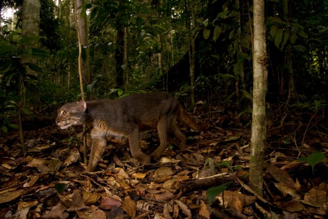 There are no population estimates for the endangered bay cat, but it's thought to be threatened by commercial logging and palm oil plantations.