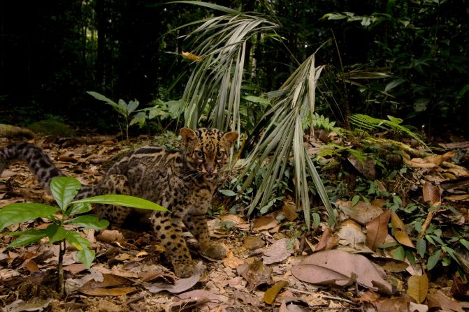 The marble cat, which lives in forested areas, is threatened by logging and hunting, because of the value of its skin, meat and bones.