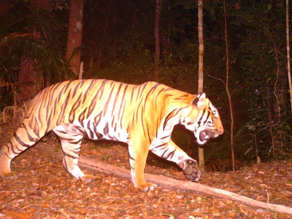Populations of the Malayan tiger have suffered hugely from poaching and habitat loss, with fewer than 150 individuals left in the wild. They are hunted for their bones, meat, skin and teeth. It is hoped that conservation schemes and counter-poaching operations will protect the species from further harm.