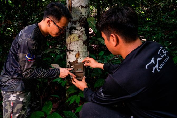 Here, two biologists fix a camera trap to a tree in a forest reserve in Sabah, Borneo. Camera traps have become an essential tool in observing wild cats, estimating populations and understanding how the species are responding to threats such as logging, poaching and agricultural development.