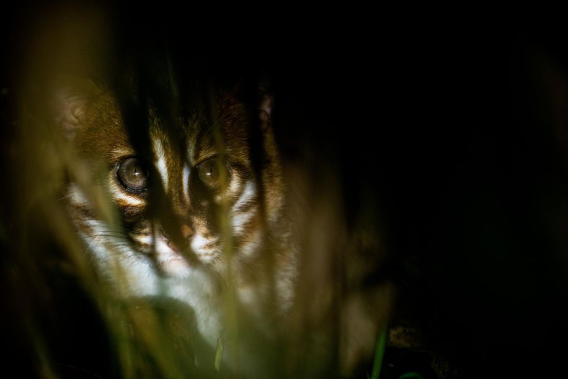 Flat-headed Cat (Prionailurus planiceps) at night, Kinabatangan River, Sabah, Borneo, Malaysia PART OF SELECTED 7 IMAGES TO SHARE WITH PRESS