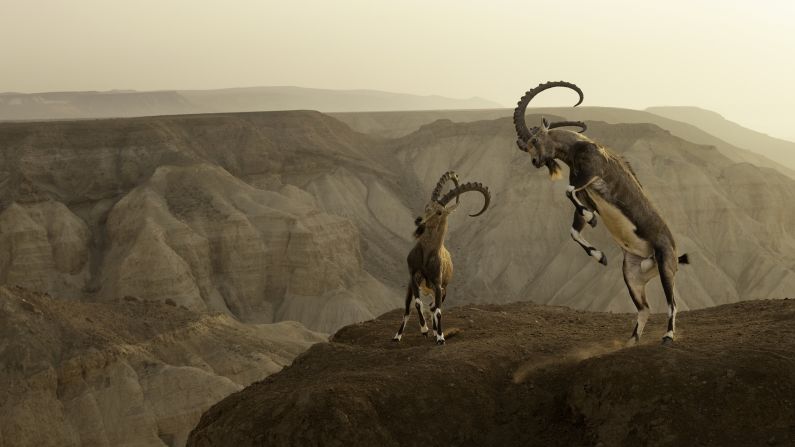 Amit Eshel won the animals in their habitat category with this image of a Nubian ibex on the edge of a cliff in Israel's Negev desert.