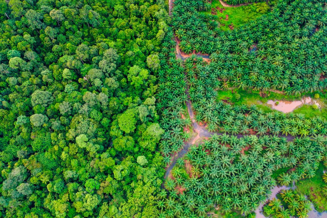 African Oil Palm (Elaeis guineensis) plantation bordering primary tropical rainforest in Tangkulap Forest Reserve, Sabah, Borneo, Malaysia. Malaysian Borneo, where Panthera carries out monitoring and conservation efforts, is home to five wild cat species - the Sunda clouded leopard, bay cat, fishing cat, the marbled cat and the flat-headed cat.

PART OF SELECTED 7 IMAGES TO SHARE WITH PRESS African Oil Palm (Elaeis guineensis) plantation bordering primary tropical rainforest, Tangkulap Forest Reserve, Sabah, Borneo, Malaysia