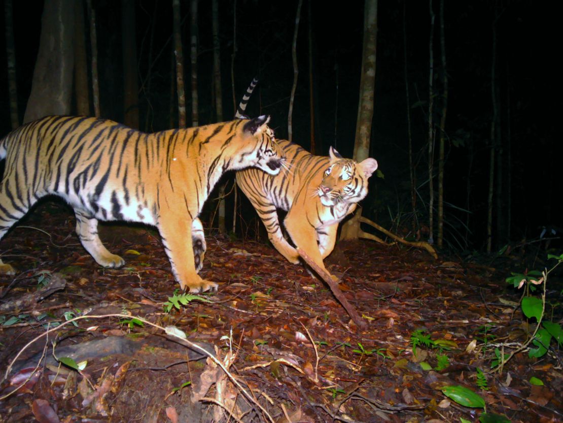 两只马来亚虎被相机捕捉到