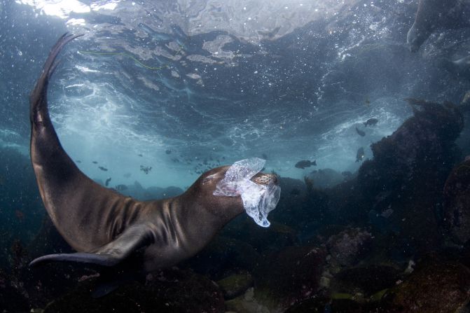 Celia Kujala won the nature photojournalism category with this photo of a sea lion pup playing with garbage off the Coronado Islands, Baja California, Mexico.