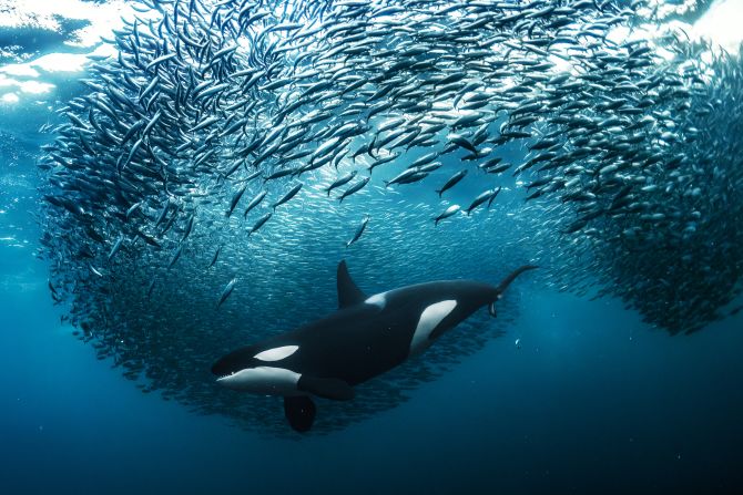 Andy Schmid, from Switzerland, took gold in the underwater category with this image of a female orca chasing herring, in Skjervøy, Norway. 