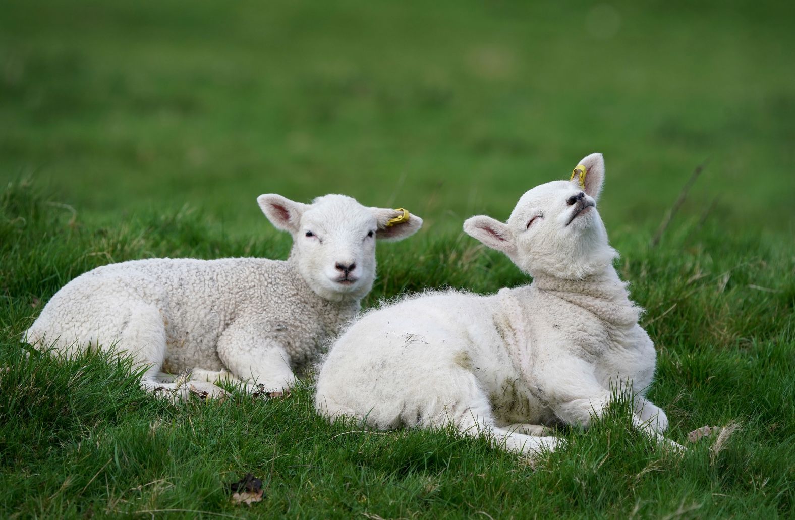 Lambs enjoy the spring weather near Ashford, England, on Sunday, March 24.
