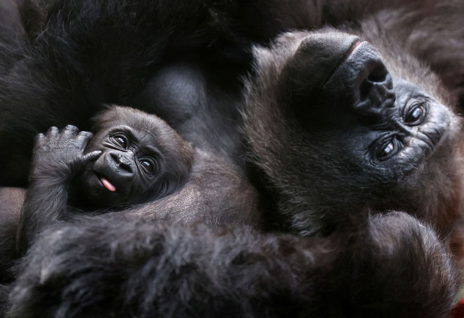 A western lowland gorilla holds its baby, one of two born this year, at the London Zoo on Monday, March 25. The species is critically endangered.