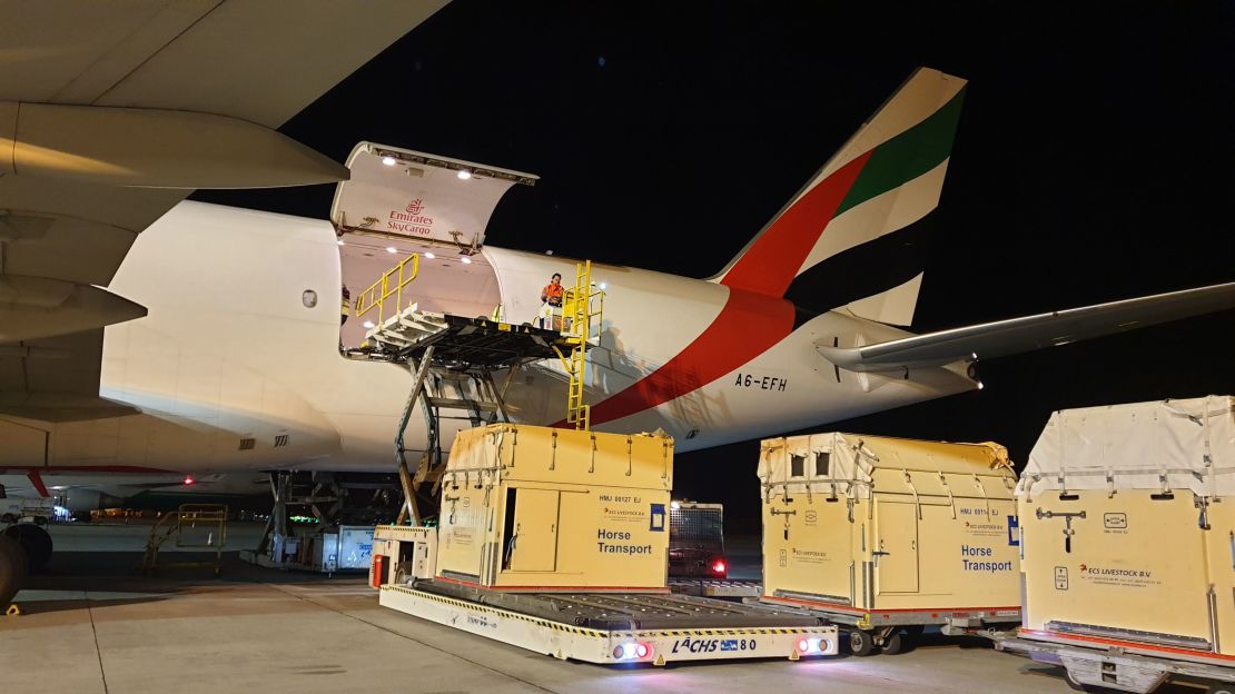 Between March 2023 and March 2024, Emirates SkyCargo has transported over 2,500 horses across its freighter network.
