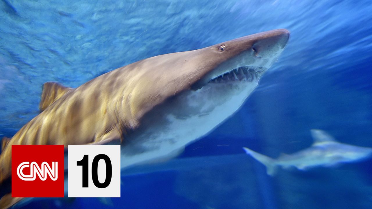 ten sharks thurs