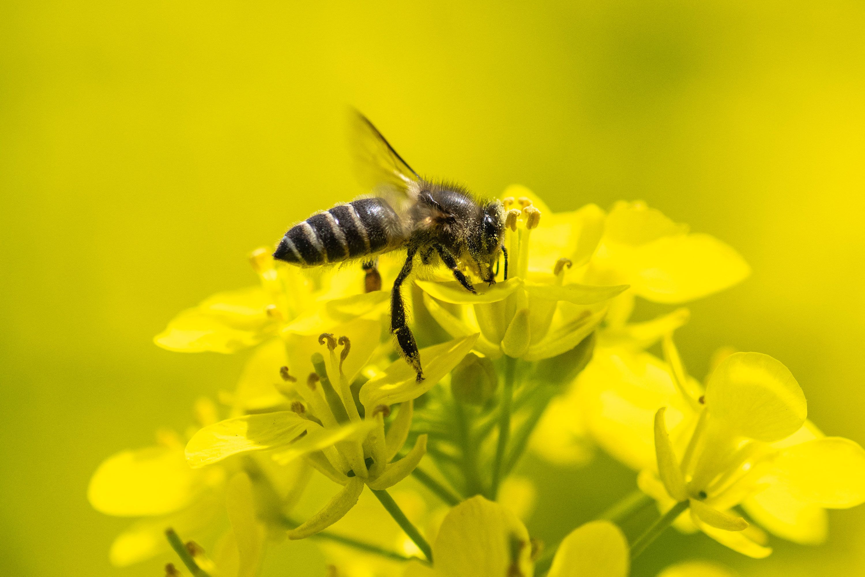 A bee feeds on nectar from a rapeseed flower in Hitachinaka, Japan.