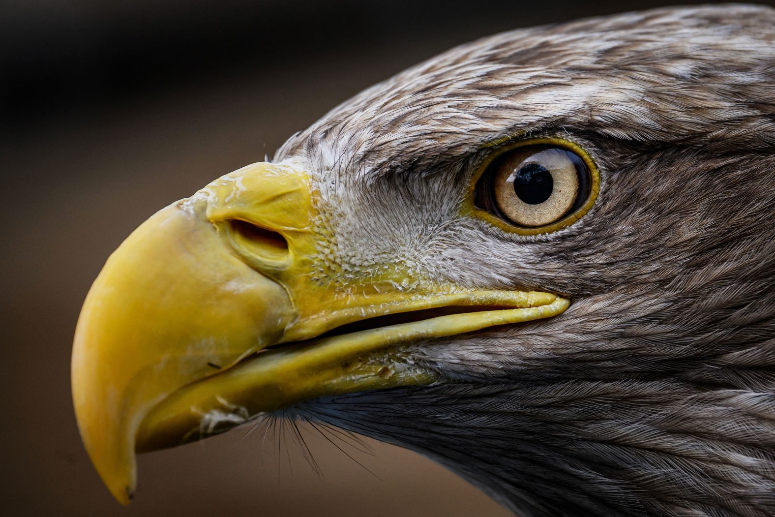 A white-tailed eagle named Fletcher is seen at the Leman Eagles park in Sciez, France, on Thursday, March 28.