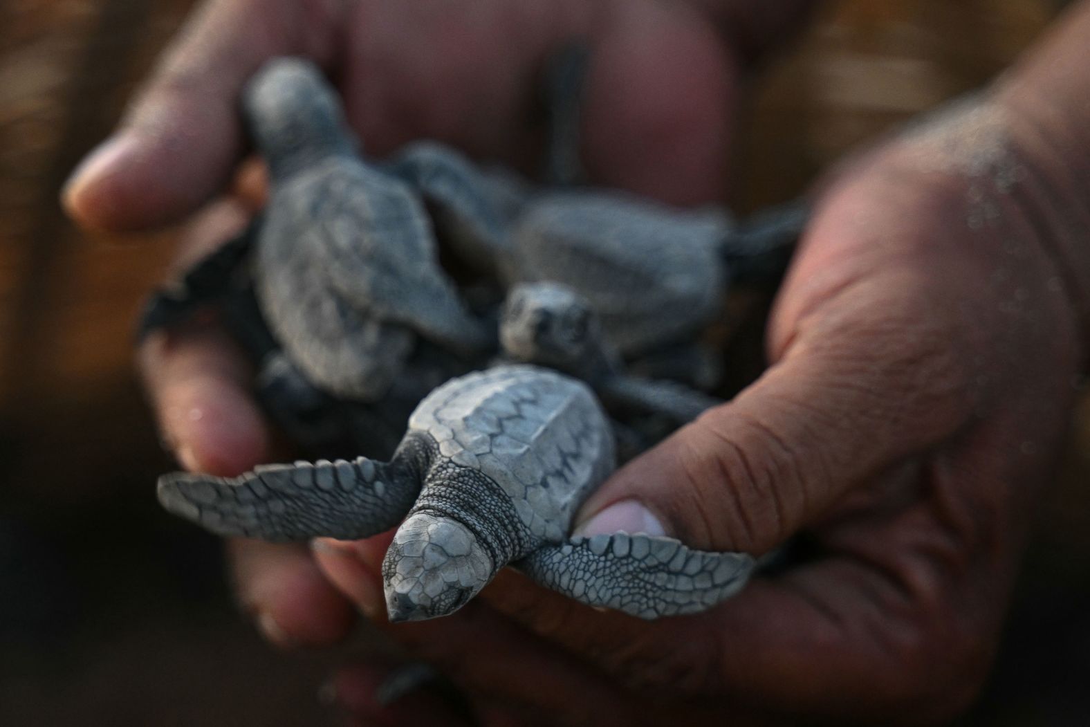 A forest department worker displays newly hatched olive ridley sea turtles in Chennai, India, on Monday, April 1.
