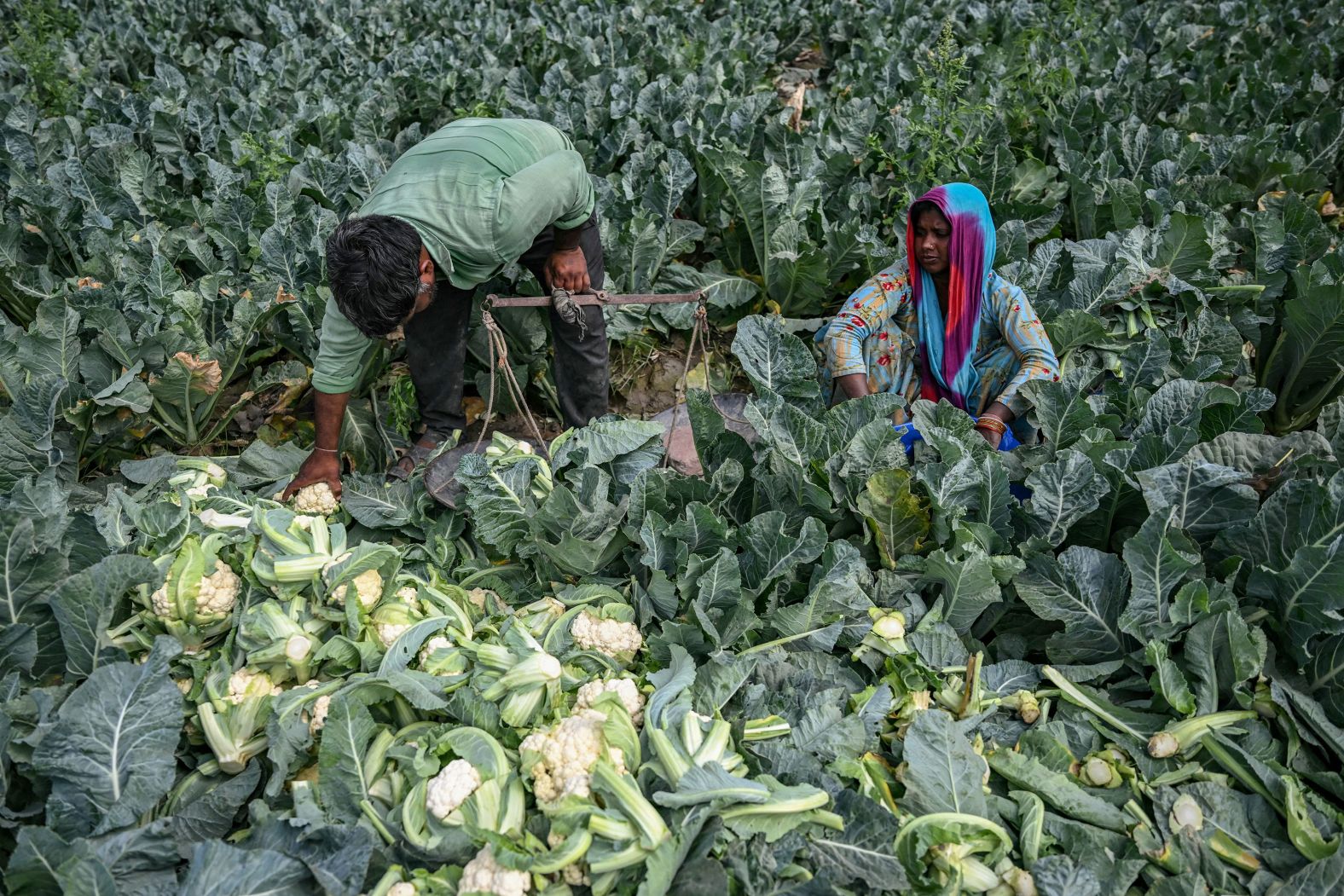 A farmer harvests cauliflower in a field in New Delhi on Wednesday, April 3.