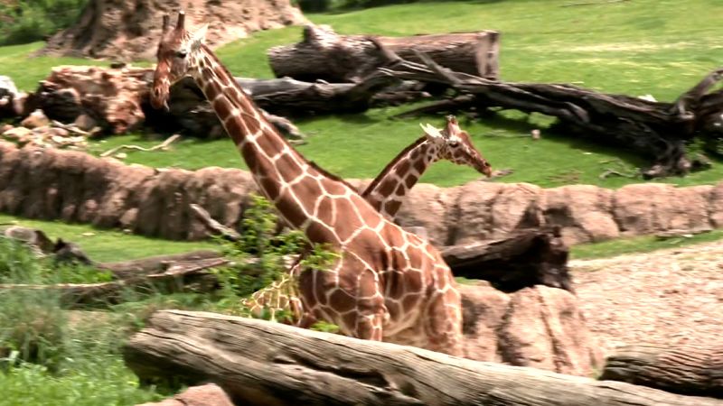 Watch zoo animals react as totality passes over Texas during eclipse | CNN