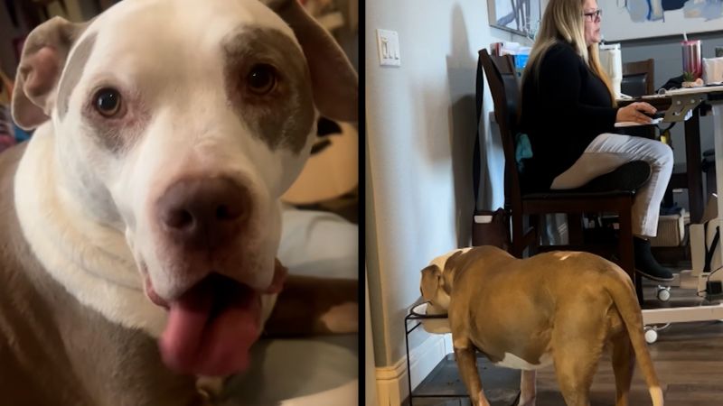 Dog’s water bowl slurpfest overtakes owner’s online meeting