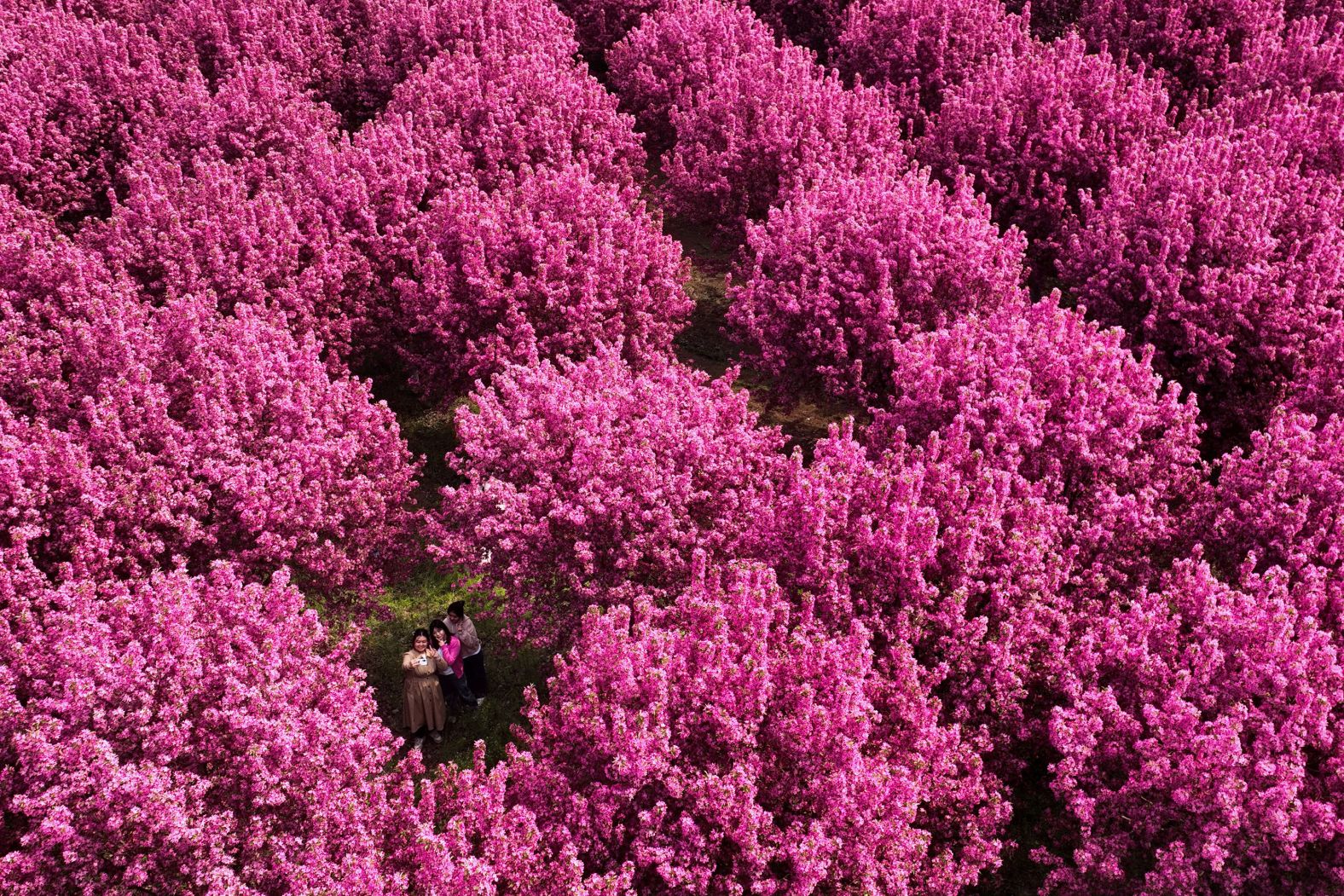 People take photos under crabapple blossoms in Handan, in China's Hebei province, on Monday, April 8.