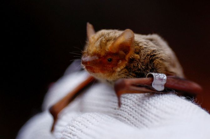 An activist at the Ukrainian Bat Rehabilitation Center holds a bat in Kyiv, Ukraine, on Saturday, April 6. The organization rehabilitates thousands of bats rescued in cities across Ukraine and returns them to the wild.
