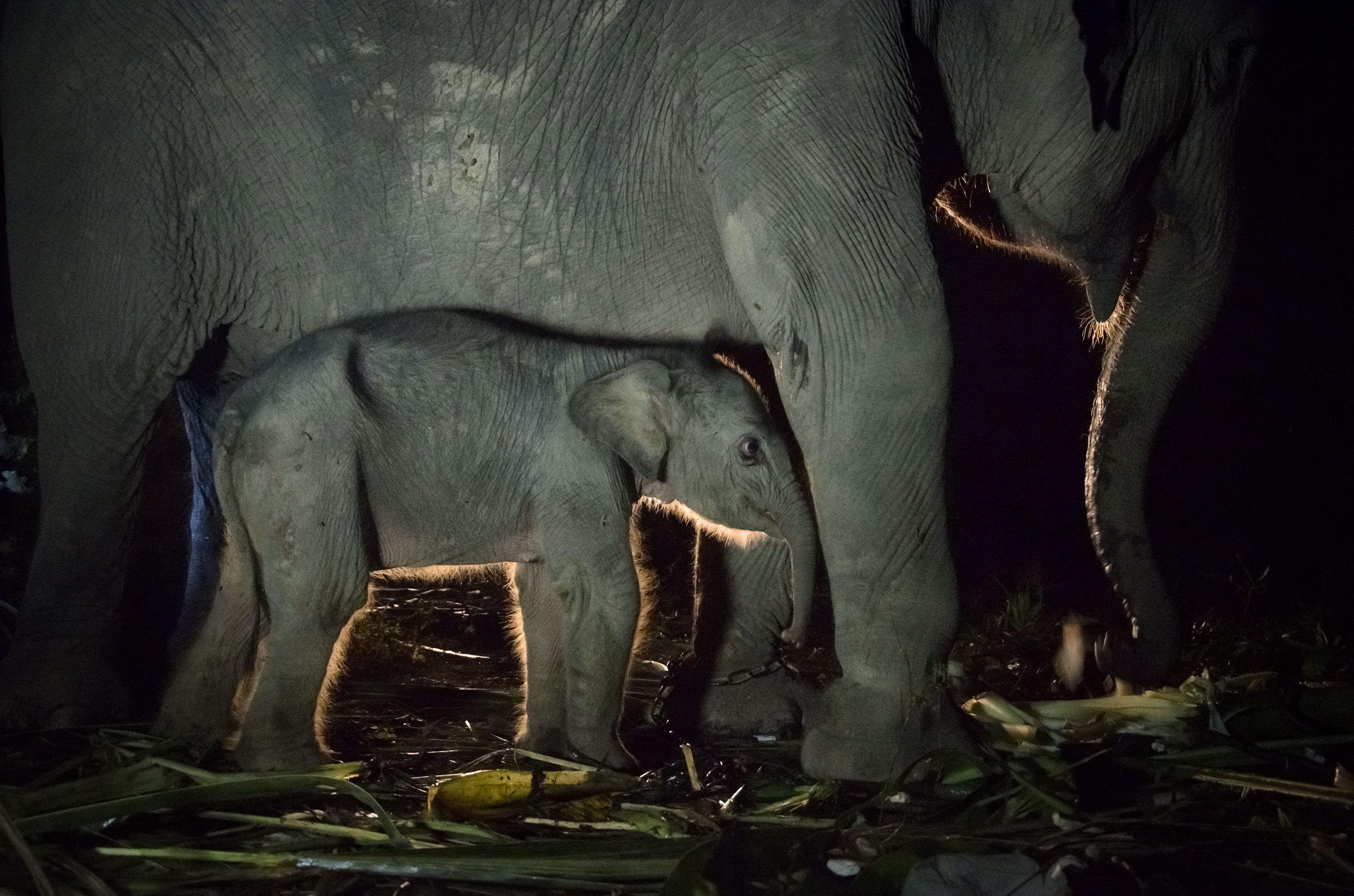 A newborn female Sumatran elephant stands next to her mother, a 20-year-old elephant named Puja, at the Sebanga Elephant Conservation Center in Bengkalis, in Indonesia's Riau province, on Saturday, April 6.