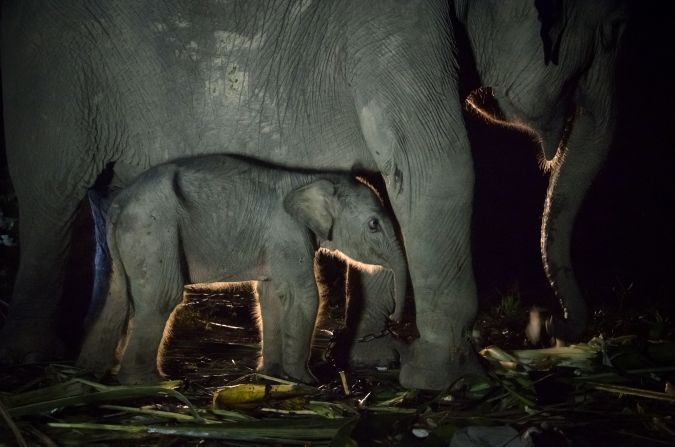 A newborn female Sumatran elephant stands next to her mother, a 20-year-old elephant named Puja, at the Sebanga Elephant Conservation Center in Bengkalis, in Indonesia's Riau province, on Saturday, April 6. 