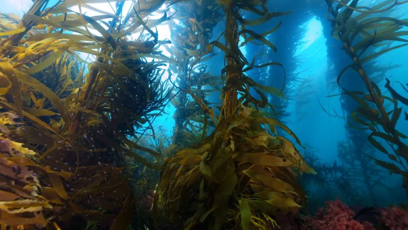 Mapping Australia’s kelp forests with AI  CNN