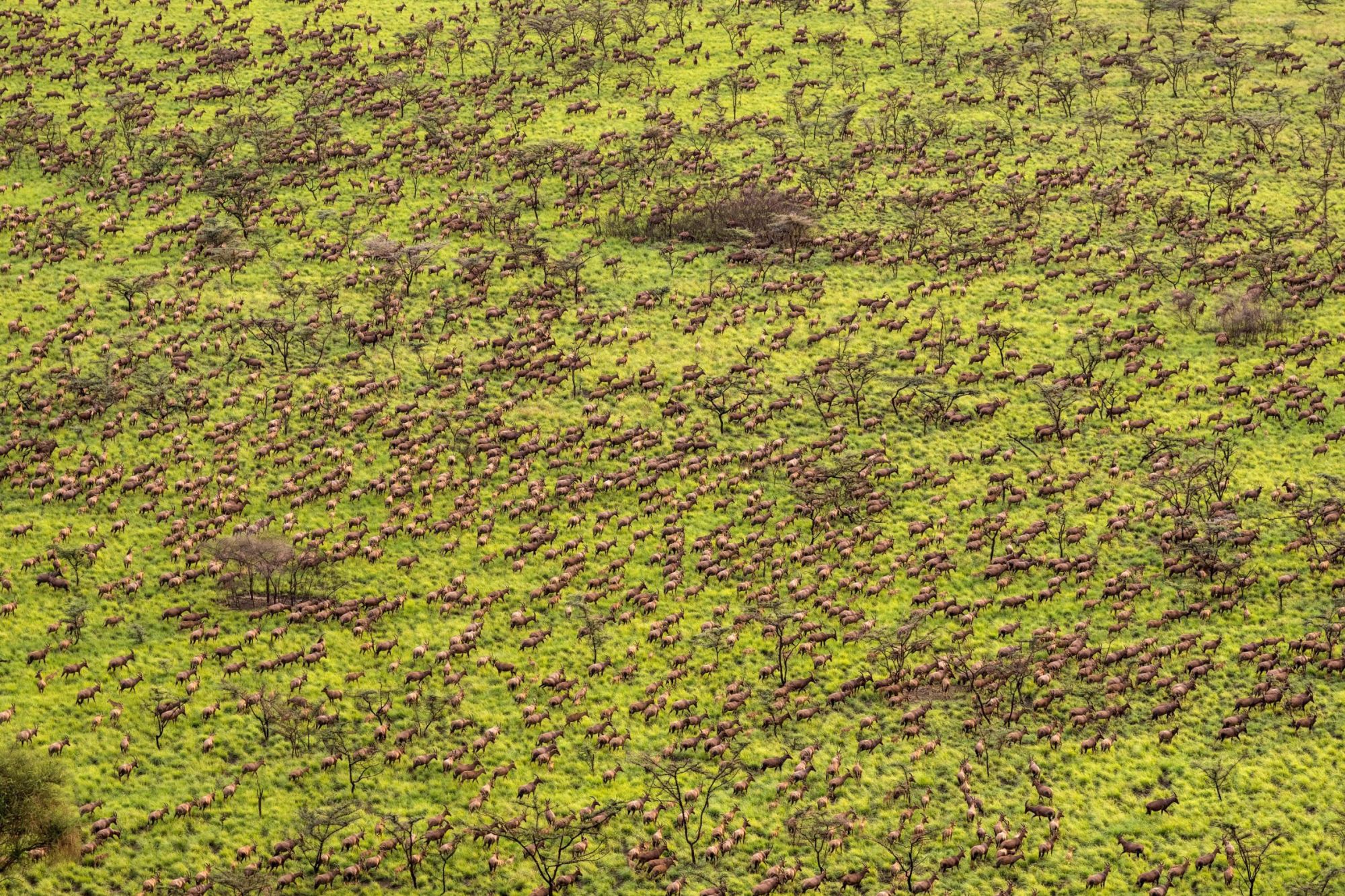 A herd of tiang?antelope in Boma and Badingilo National Parks, South Sudan, during their annual migration.