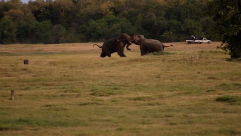 elephants the whole story