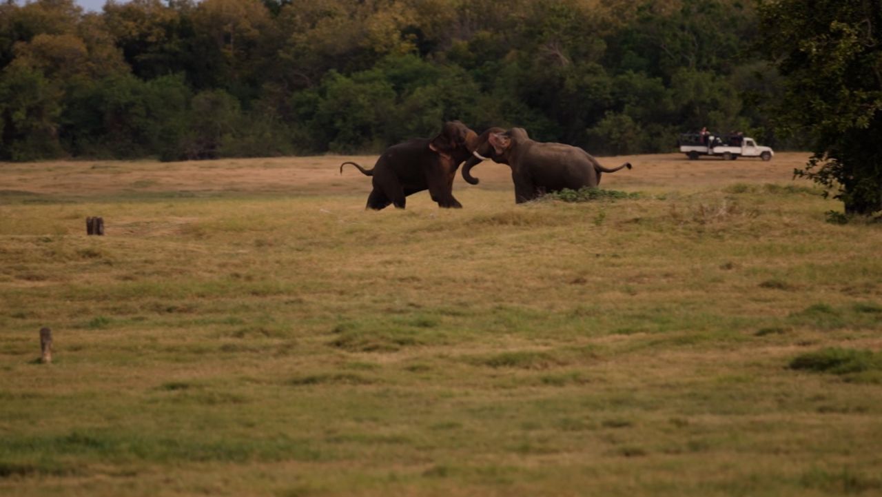 elephants the whole story