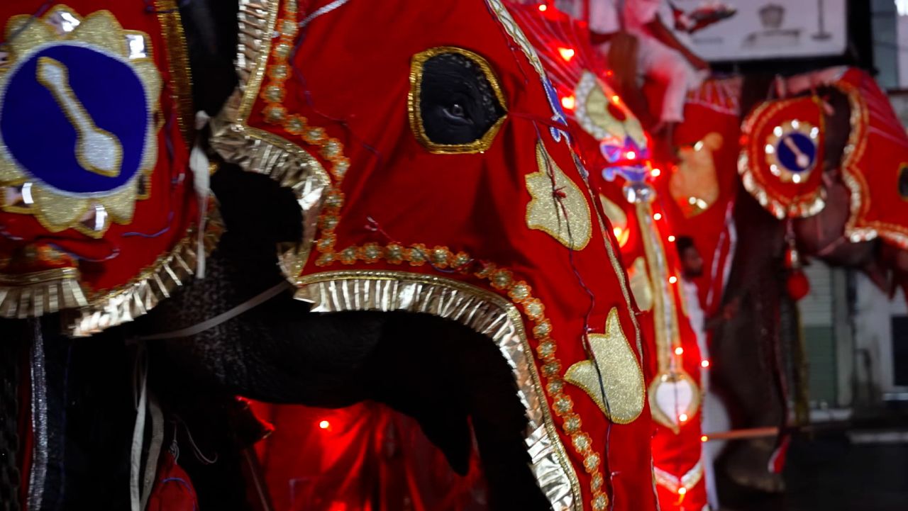 elephants the whole story