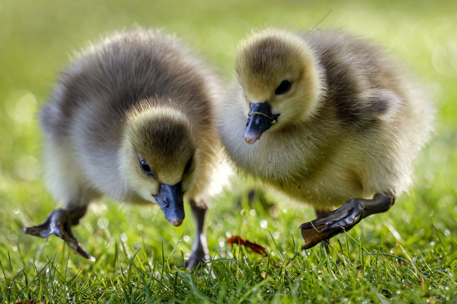 Goslings walk in a meadow in Frankfurt, Germany, on Saturday, April 13.