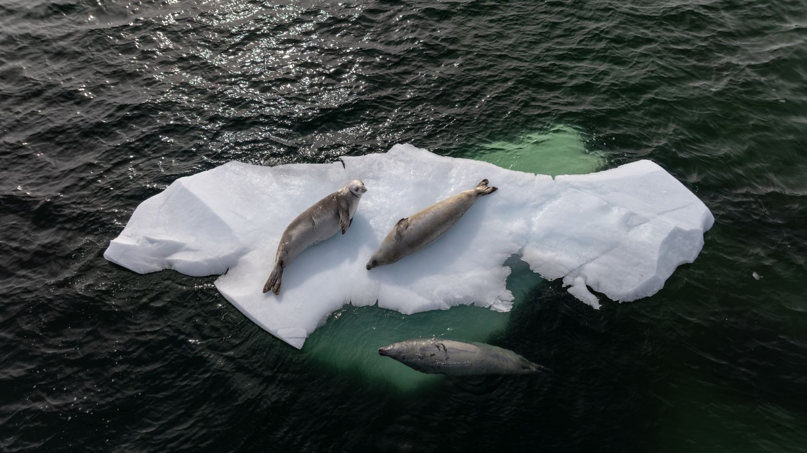 Seals rest on an ice mass in Antarctica on Thursday, April 11.