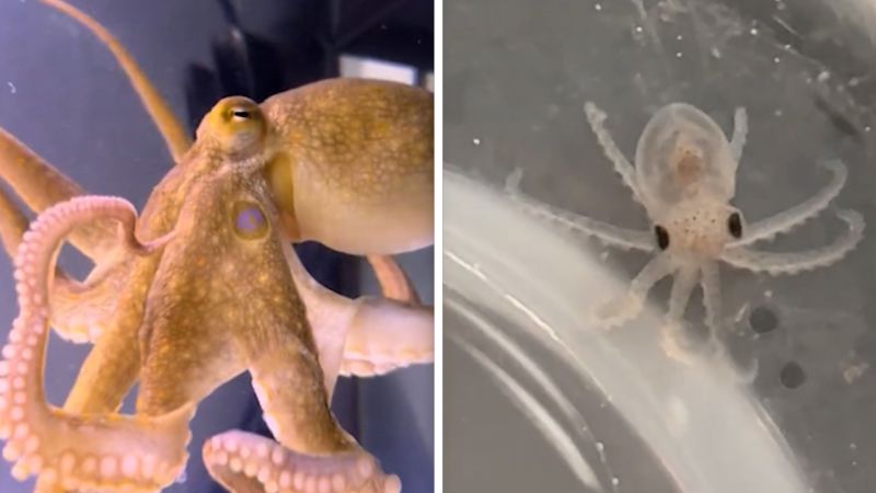 See how parents got more than they bargained for after gifting son an octopus | CNN