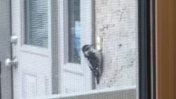 Woodpecker Pecks Doorbell 1