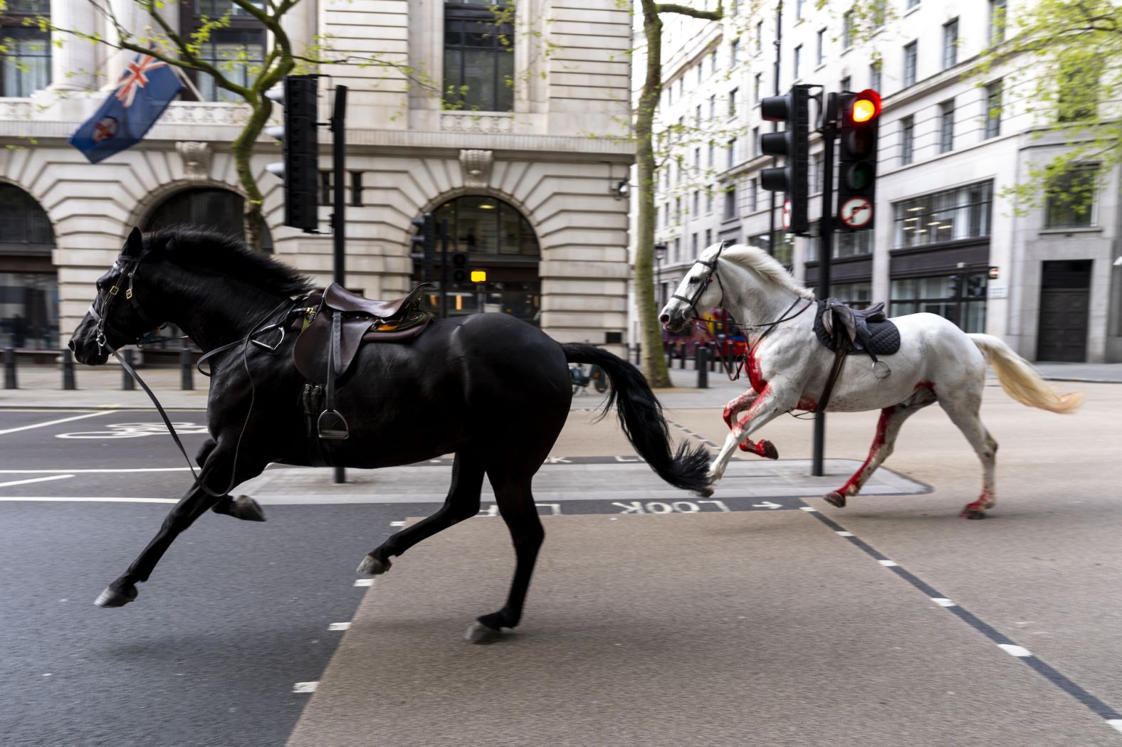 Two Household Cavalry horses run through the streets of London after <a href="https://www.cnn.com/2024/04/25/uk/london-escaped-horses-condition-gbr-scli-intl/index.html" target="_blank">breaking free</a> on Wednesday, April 24. Six soldiers and seven horses were taking part in an exercise that morning when the animals became spooked after some concrete fell off a conveyor belt being used in nearby construction work and hit the ground, according to the British Army. The army said in an update on X on Thursday that five horses tried to bolt and four broke loose. They were recovered, but two are in "a serious condition," a British government minister said.