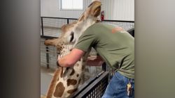 Giraffe Gets Chiropractic 1