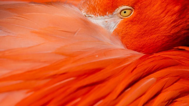 30 April 2024, North Rhine-Westphalia, Cologne: A flamingo sits in the sun at Cologne Zoo. Photo: Rolf Vennenbernd/dpa (Photo by Rolf Vennenbernd/picture alliance via Getty Images)